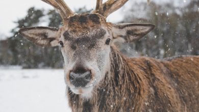 Photo of Deer Poaching Charges Conclude Multi-Year Investigation