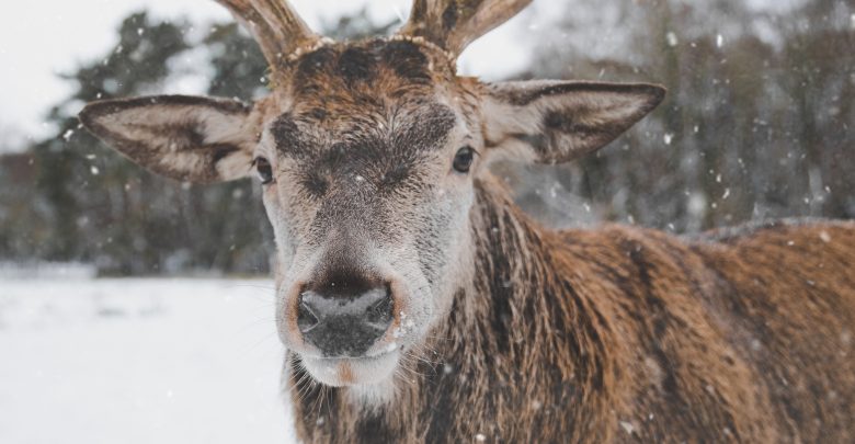 Animal animal photography antler