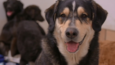 Photo of Group rescues 43 dogs from hoarding situation in Chetopa