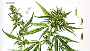 Photo of Kansas taking applications for hemp research program