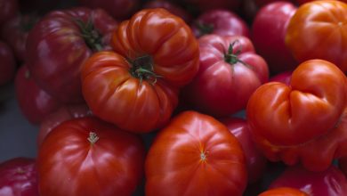 Photo of Backyard gardeners advised to beware of “seed scams”