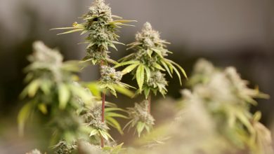 Photo of Mayor of St. Louis repeals city ordinances making it illegal to possess small amounts of marijuana