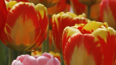 Photo of Daddy Daughter Date Nights Feb. 7th, 8th at Memorial Hall