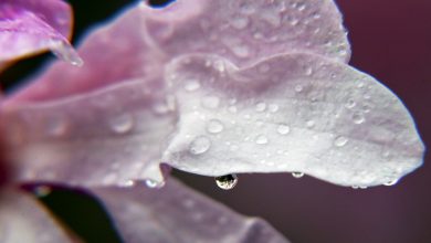 Photo of Group honors officer who was killed by suspect last week