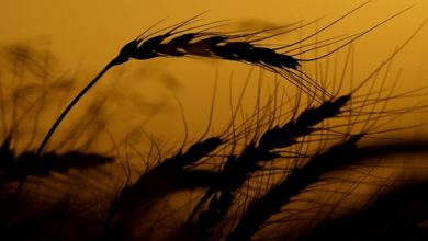 Photo of Man freed after entrapment at grain elevator near Salina, Kansas