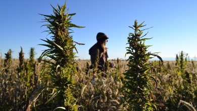 Photo of KS governor signs bill to move state toward hemp production