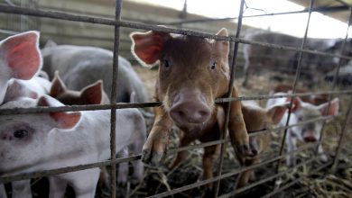 Photo of Gov Parson Names October ‘Pork Month’