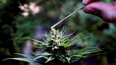 Photo of Hemp bill passes Kansas legislature, signed by Governor