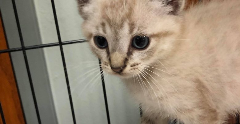 65371117 2286451648135642 8476878648903729152 n