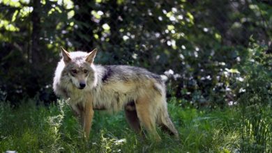 Photo of Mexican wolf pups released into the wild