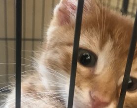 Photo of Joplin Human Society special: Take home a cat or kitten for only $20