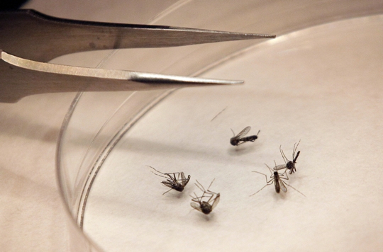 West Nile mosquitoes