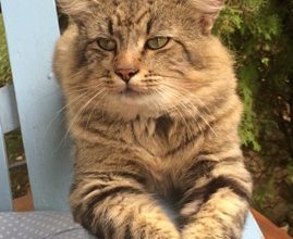 Photo of Don’t fall for the “lost pet scam”