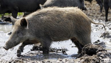 Photo of No feral hog meat for Missouri’s poor