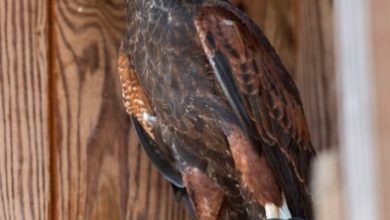 Photo of Evergy Grant Award to help raptors, students