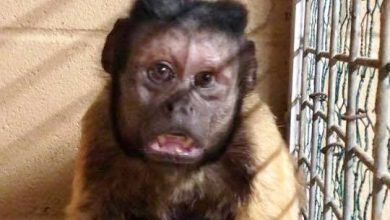 Photo of Monkey Recovering From Assault