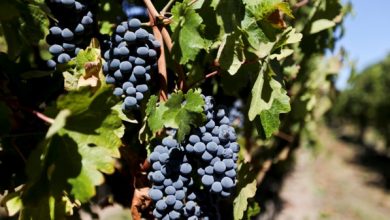 Photo of Thieves steal fruit harvest