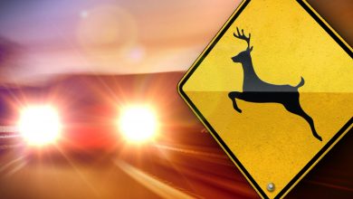 Photo of Deer On The Move; Traffic Crashes On The Rise