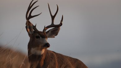 Photo of Missouri’s opening weekend of firearms deer hunting season had many more hunters going home empty-handed