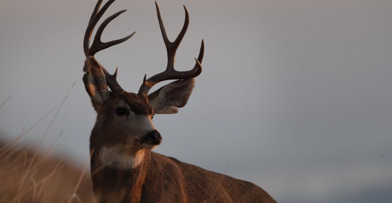 deer, buck, Newstalk KZRG