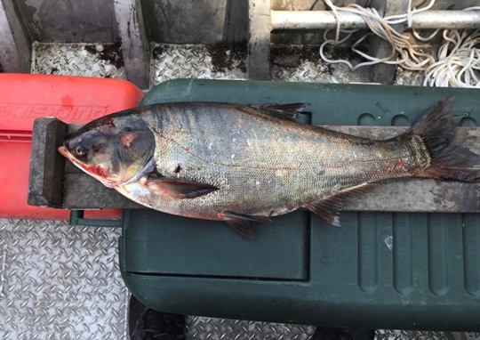 Asian-Carp