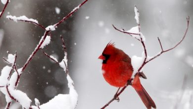 Photo of St. Louis Cardinals announce international signings