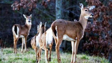 Photo of Some deer in Oklahoma turning up with coronavirus