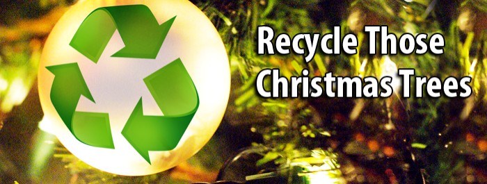 Christmas tree recycling
