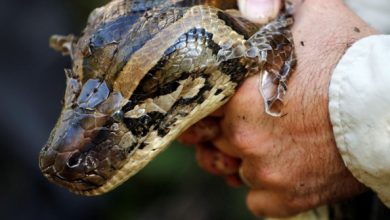 Photo of Everglades python hunt yields 80