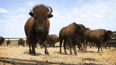 Photo of Dozens of bison relocated to Oklahoma, other states
