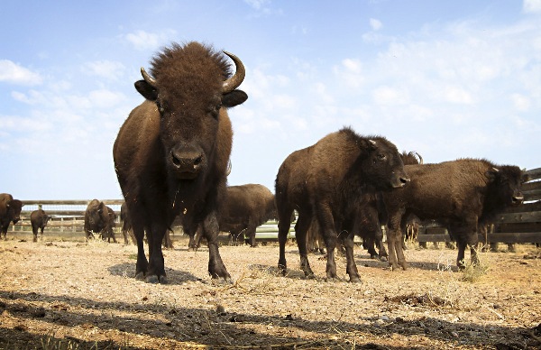 Bison