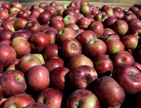 Photo of MU Extension offers free online Hard Cider School in February