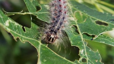 Photo of Arkansas combats European Gypsy Moths