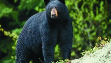 Photo of Experts caution Arkansas residents to be “bear aware” as populations increase