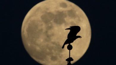 Photo of Former Republican Party chairman appointed to University Board