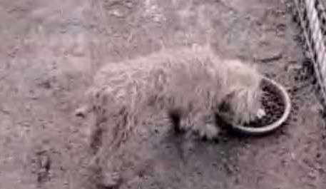 Cedar ridge australians (2)