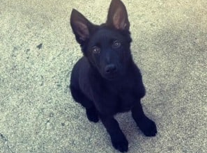 Photo of Reward for information on puppy up to $30,000