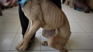 Photo of PETA comes to Parsons