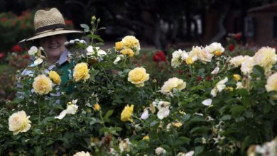 Photo of Vision Carthage opens voting for best residential and community landscaping