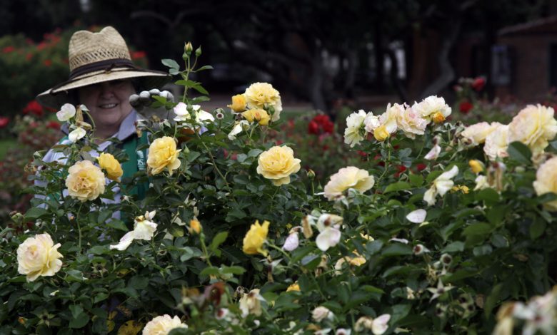 Community garden volunteer