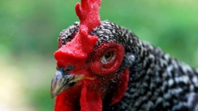 Photo of Latest Iowa bird flu cases push December total near 700,000