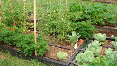 Photo of MU Extension hosts Fall Gardening Series