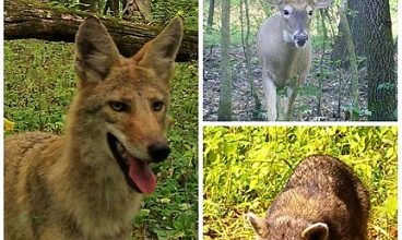 Photo of Pitt biology students collecting data for Smithsonian project 