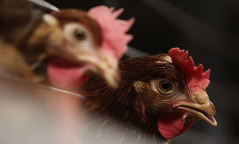 Advance EU Chicken Legislation