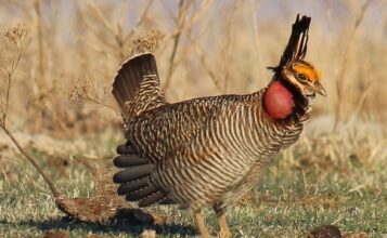 Photo of Kansas wins federal court victory in prairie chicken litigation