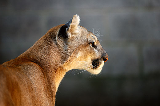 Mountain lion2