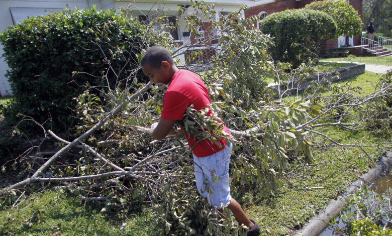 Tree limb storm