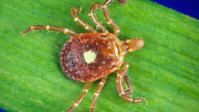 Photo of Meat Allergy from a Tick? MU Extension Wants to Hear Your Story