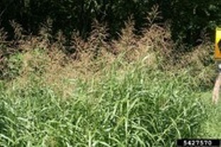 Photo of Areas of Jasper Co. Route D CLOSED  Feb. 13-March 1 for Brush Cutting