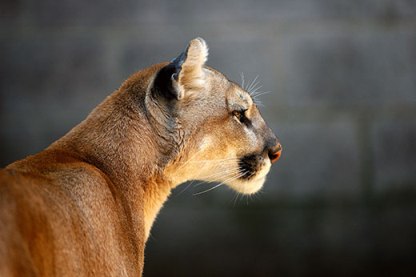 Mountain lion2